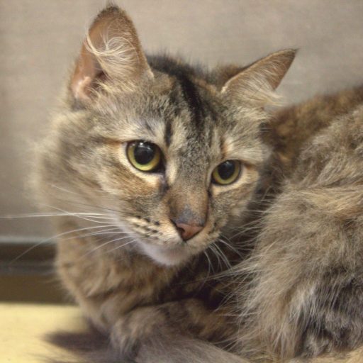 cropped cat.jpg